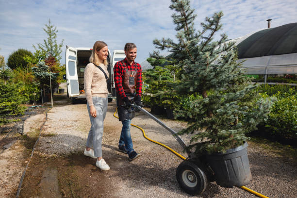 Trusted Merced, CA Tree Removal Experts