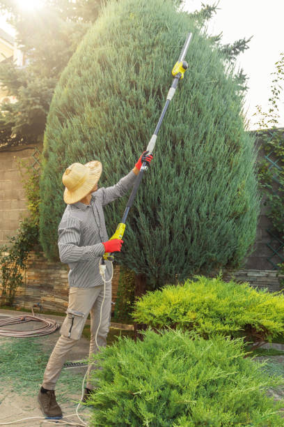 How Our Tree Care Process Works  in  Merced, CA